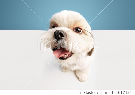 Funny close-up image of adorable, little purebred shih tzu dog standing isolated on blue studio background 111617135