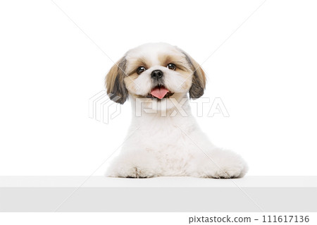 Adorable, happy little purebred shih tzu dog with tongue sticking out isolated on white studio background. Taking care after animal 111617136