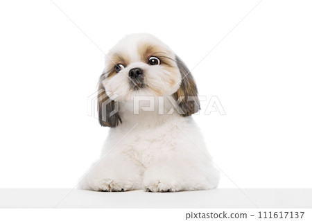 Adorable, funny, little purebred shih tzu dog isolated on white studio background. Wide open eyes Adorable, funny, little purebred shih tzu dog isolated on white studio background. Wide open eyes 111617137