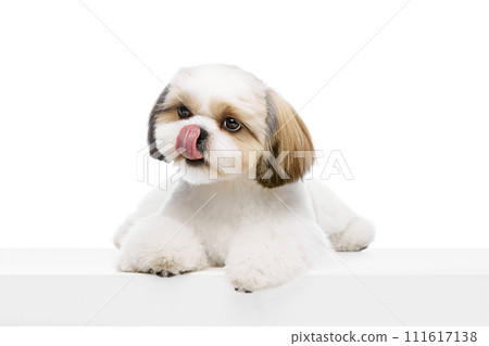 Adorable, calm, little purebred shih tzu dog isolated on white studio background. Groomed pet, taking care after animal 111617138