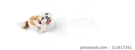 Top view of adorable, happy little purebred shih tzu dog standing with tongue sticking out isolated on white studio background Top view of adorable, happy little purebred shih tzu dog standing with tongue sticking out isolated on white studio background 111617161