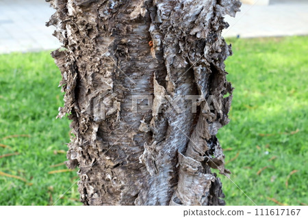 Texture of wood and tree bark. Texture of wood and tree bark. 111617167