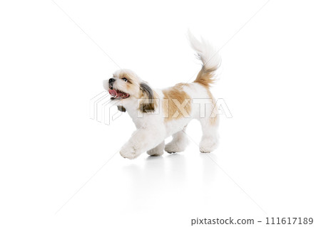 Positive, happy, little purebred shih tzu dog cheerfully walking with tongue sticking out, playing isolated on white studio background 111617189