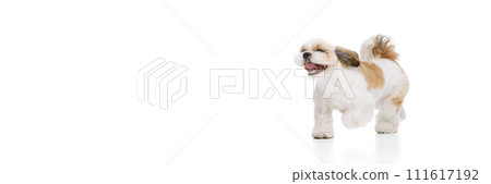 Positive, happy, little purebred shih tzu dog cheerfully running isolated on white studio background Positive, happy, little purebred shih tzu dog cheerfully running isolated on white studio background 111617192