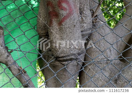 Texture of wood and tree bark. Texture of wood and tree bark. 111617236
