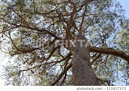 Texture of wood and tree bark. Texture of wood and tree bark. 111617373