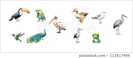 Diverse Collection of Beautifully Illustrated Exotic Birds and a Frog in Various 111617466