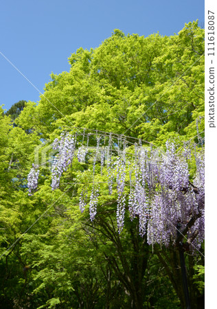 Fresh greenery of Jingoji Temple, wisteria flowers on the grounds, Takao, Ukyo Ward, Kyoto City Fresh greenery of Jingoji Temple, wisteria flowers on the grounds, Takao, Ukyo Ward, Kyoto City 111618087