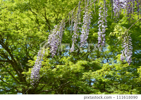 京都市右京區高雄，神護寺的新綠，庭院裡的紫藤花 111618090