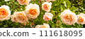 bunch of pink roses, peach fuzz, color of the year 2024, 111618095