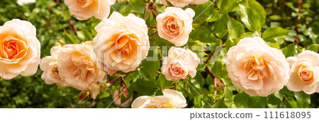 bunch of pink roses, peach fuzz, color of the year 2024, 111618095