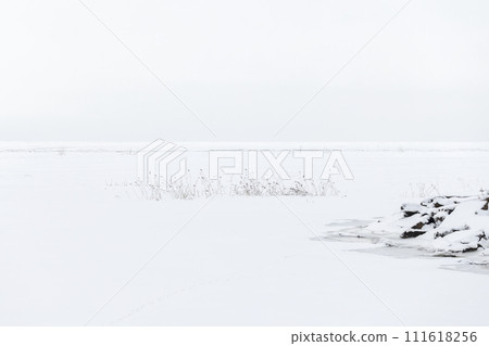 Minimal winter landscape with reed in white snow covering frozen sea 111618256
