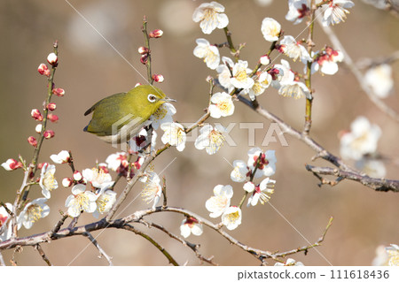 一隻繡眼鳥棲息在盛開的李子樹枝上 111618436