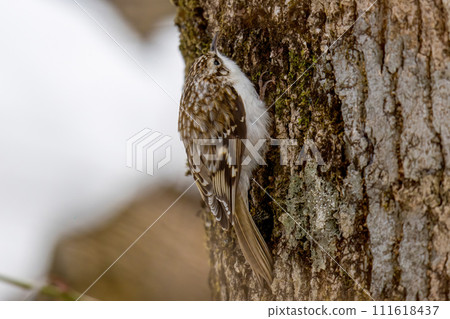 Yellow-bellied perched on a tree trunk 111618437