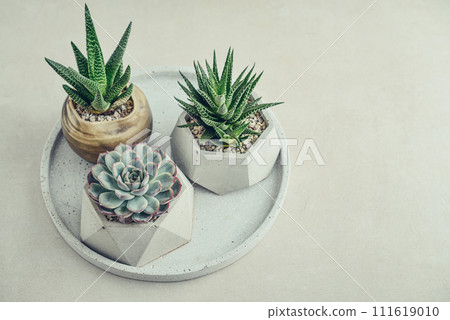 Houseplants (succulents) in pots on a light background, top view Houseplants (succulents) in pots on a light background, top view 111619010