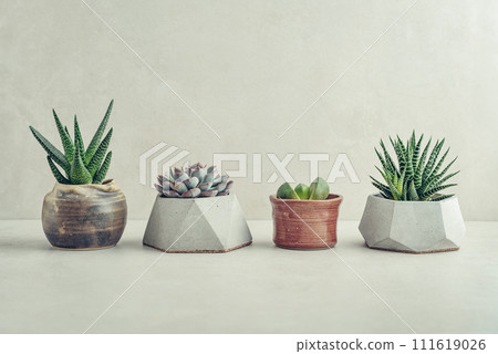 Houseplants (succulents) in pots on a light background 111619026