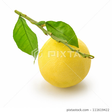 Fresh ripe bergamot orange fruit with  leaves 111619422