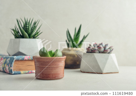 Houseplants (succulents) in pots on a light background 111619480