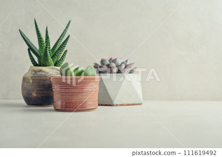 Houseplants (succulents) in pots on a light background 111619492