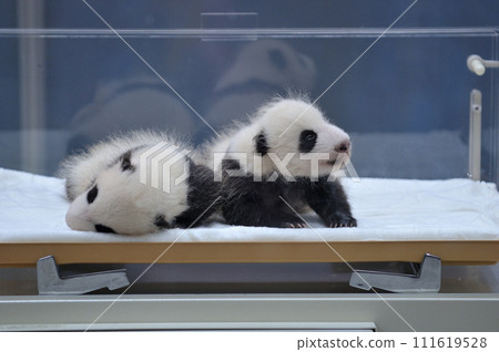 45 天 貝濱/橫濱 45 天 貝濱/橫濱 111619528