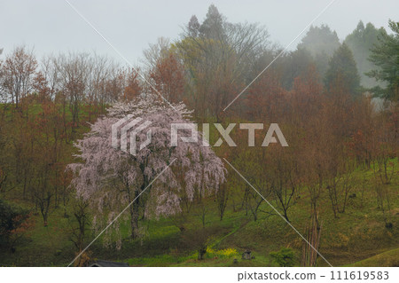 Large cherry blossoms (Takeda City, Oita Prefecture) Large cherry blossoms (Takeda City, Oita Prefecture) 111619583