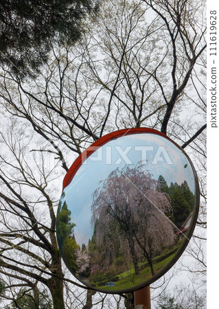 曲面鏡和垂枝櫻花（大分縣武田市） 111619628