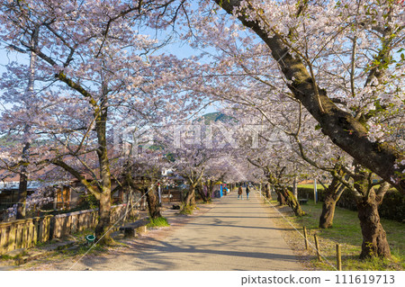 秋月城跡的櫻花（福岡縣朝倉市） 111619713