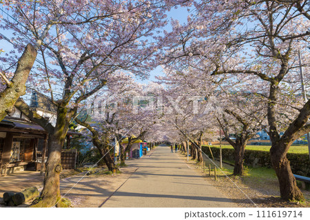 秋月城跡的櫻花（福岡縣朝倉市） 111619714