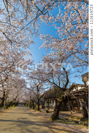 Cherry blossoms at Akizuki Castle Ruins (Asakura City, Fukuoka Prefecture) 111619723