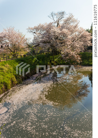 淺井市的孤獨櫻花樹（福岡縣久留米市） 111619775