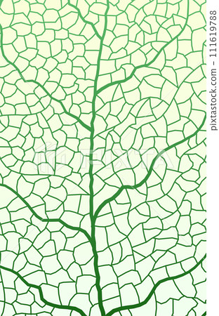 Leaf vein vector texture isolated transparent autumn black detail botanical vein leaf organic Leaf vein vector texture isolated transparent autumn black detail botanical vein leaf organic 111619788