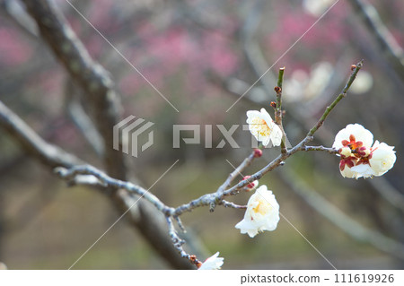 Plum blossoms telling the arrival of spring 111619926