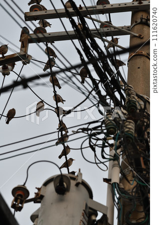 Many thrushes on telephone poles Many thrushes on telephone poles 111620740