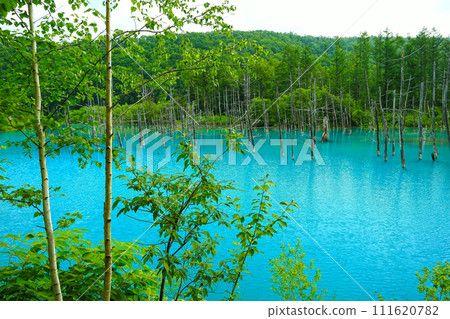 Blue Pond, a popular tourist destination in Biei, Hokkaido Blue Pond, a popular tourist destination in Biei, Hokkaido 111620782