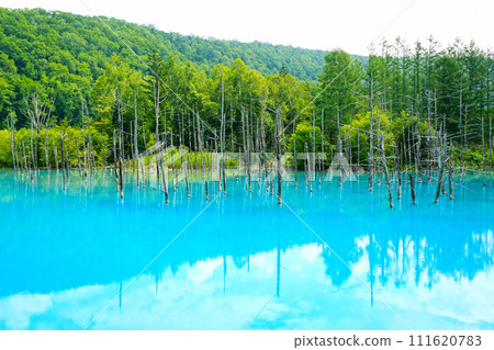 Blue Pond, a popular tourist destination in Biei, Hokkaido Blue Pond, a popular tourist destination in Biei, Hokkaido 111620783