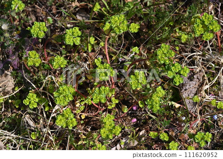 大戟（燈塔草）-含有乳白色汁液的有毒植物 111620952