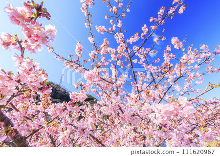Minami Cherry Blossom and Nanohana Festival Kawazu Cherry Blossoms in Full Bloom Minami Cherry Blossom and Nanohana Festival Kawazu Cherry Blossoms in Full Bloom 111620967