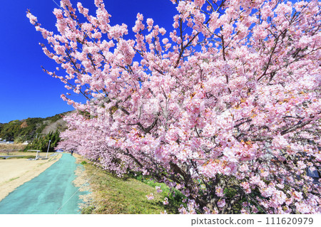 Minami Cherry Blossom and Nanohana Festival Kawazu Cherry Blossoms in Full Bloom 111620979