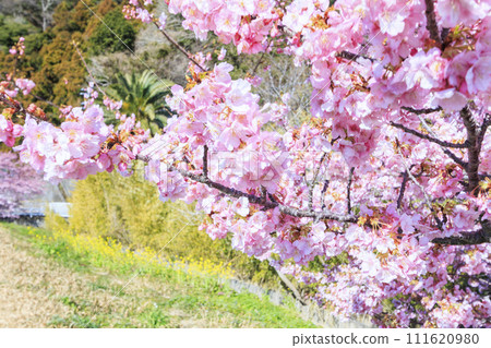 南櫻花與油花節 河津櫻花盛開 111620980