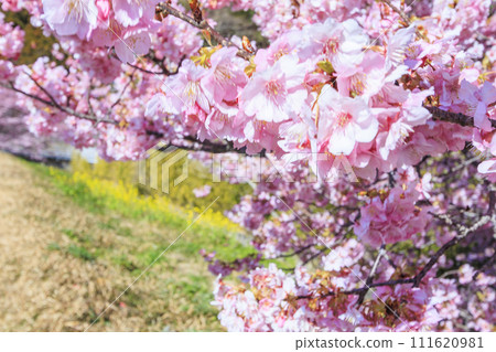 南櫻花與油花節 河津櫻花盛開 111620981