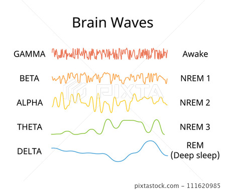 sleep circle with sleep stage to show different brain wave of each stage sleep circle with sleep stage to show different brain wave of each stage 111620985
