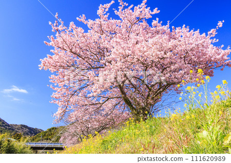 南櫻花與油花節 河津櫻花盛開 111620989