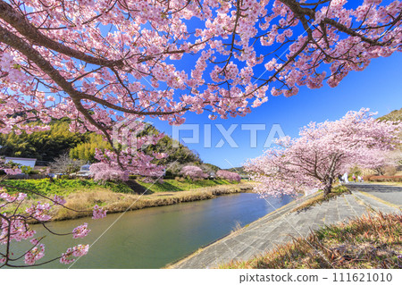 南櫻花與油花節 河津櫻花盛開 111621010