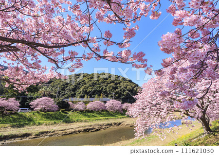 Minami Cherry Blossom and Nanohana Festival Kawazu Cherry Blossoms in Full Bloom 111621030
