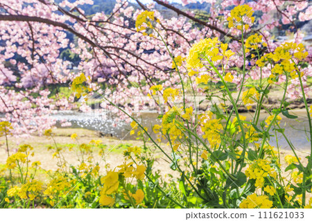 Minami Cherry Blossom and Nanohana Festival Kawazu Cherry Blossoms in Full Bloom 111621033