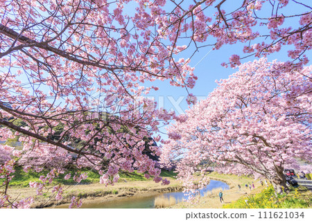 Minami Cherry Blossom and Nanohana Festival Kawazu Cherry Blossoms in Full Bloom Minami Cherry Blossom and Nanohana Festival Kawazu Cherry Blossoms in Full Bloom 111621034