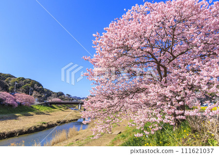 Minami Cherry Blossom and Nanohana Festival Kawazu Cherry Blossoms in Full Bloom Minami Cherry Blossom and Nanohana Festival Kawazu Cherry Blossoms in Full Bloom 111621037
