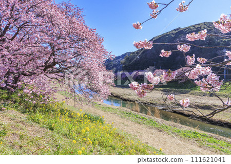 南櫻花與油花節 河津櫻花盛開 111621041