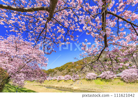 南櫻花與油花節 河津櫻花盛開 111621042