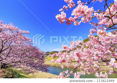 Minami Cherry Blossom and Nanohana Festival Kawazu Cherry Blossoms in Full Bloom Minami Cherry Blossom and Nanohana Festival Kawazu Cherry Blossoms in Full Bloom 111621049